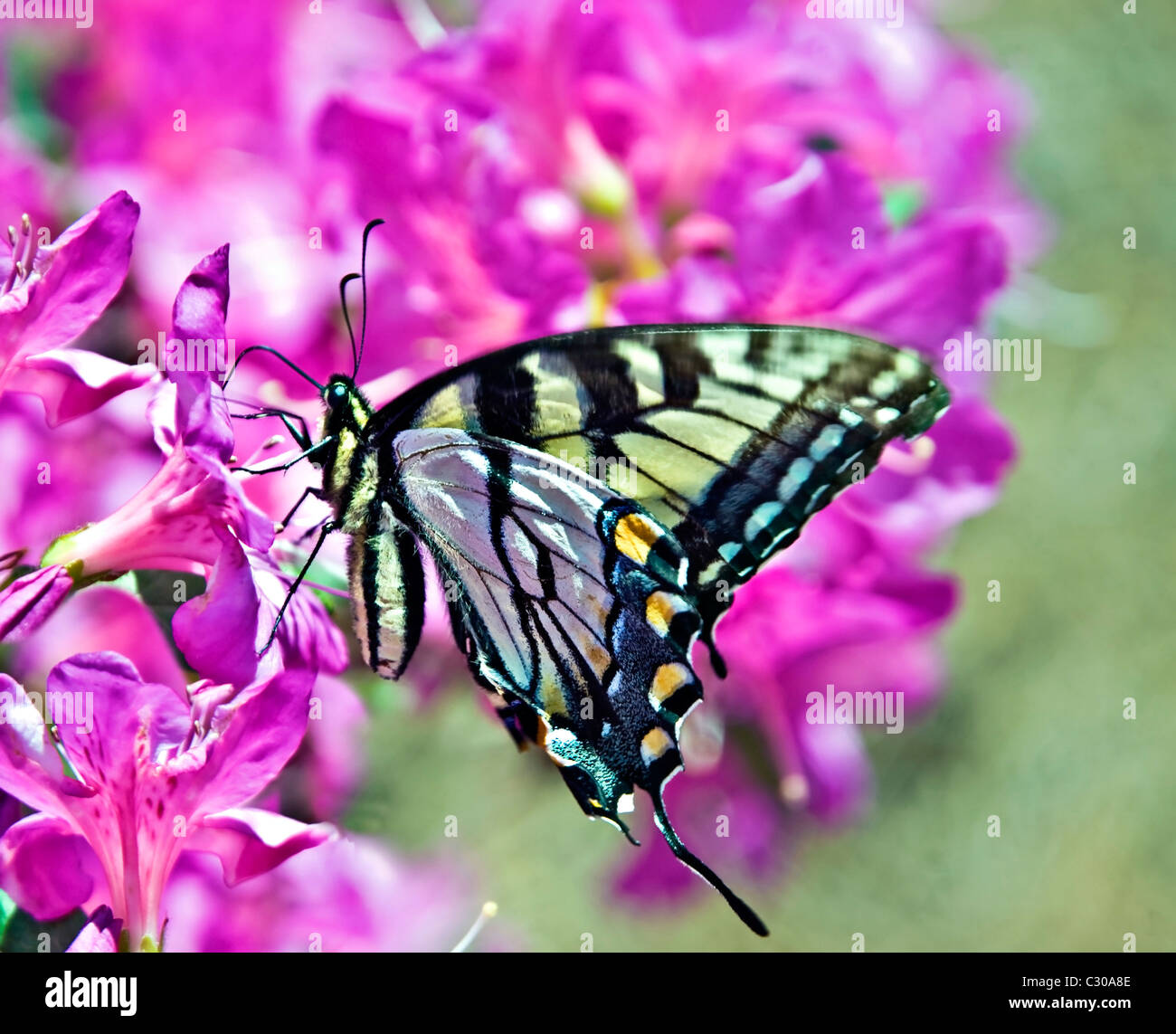 Azalea red wings hi-res stock photography and images - Alamy