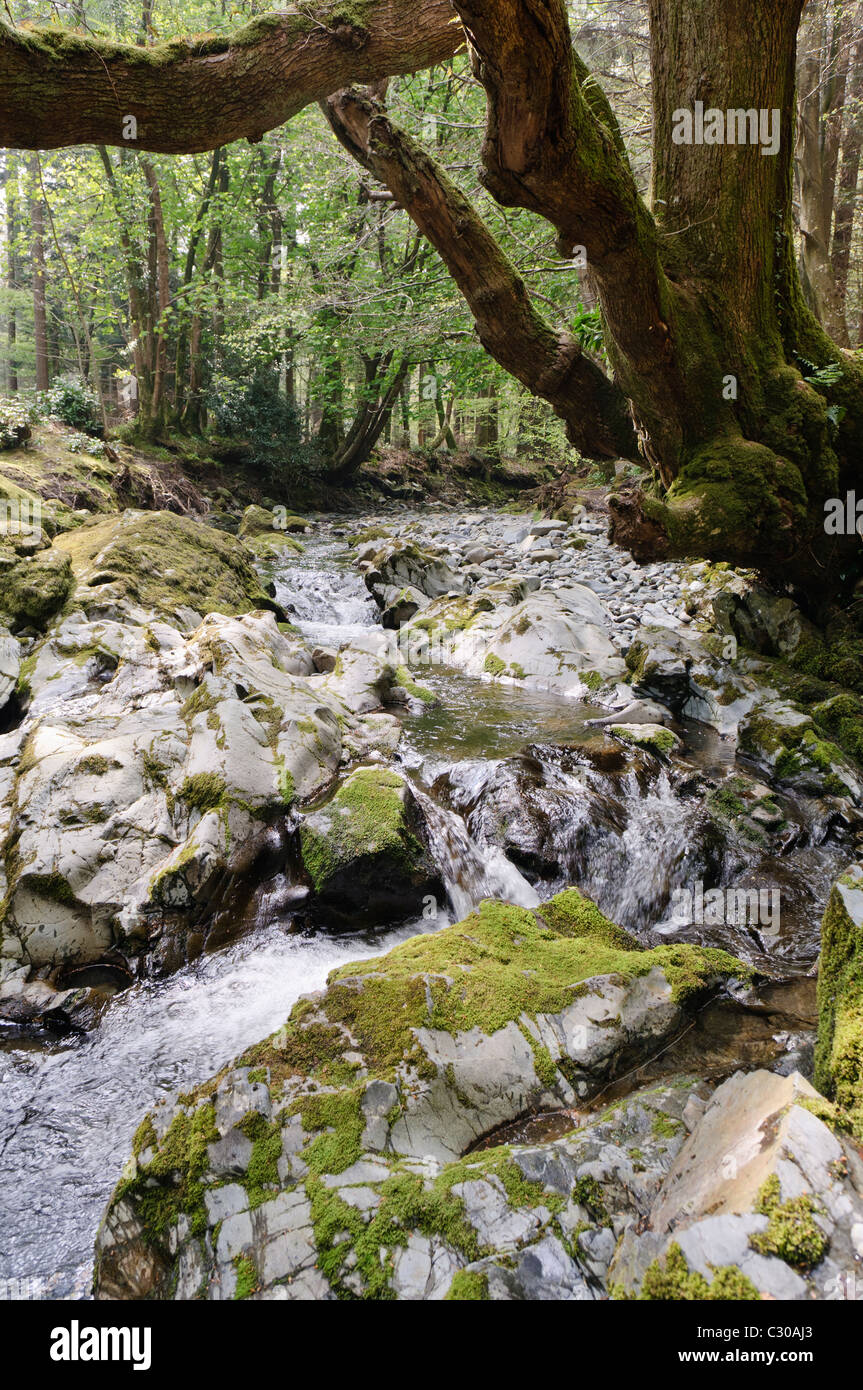 Shimna River, Tollymore Forest Park, Newcastle, Northern Ireland