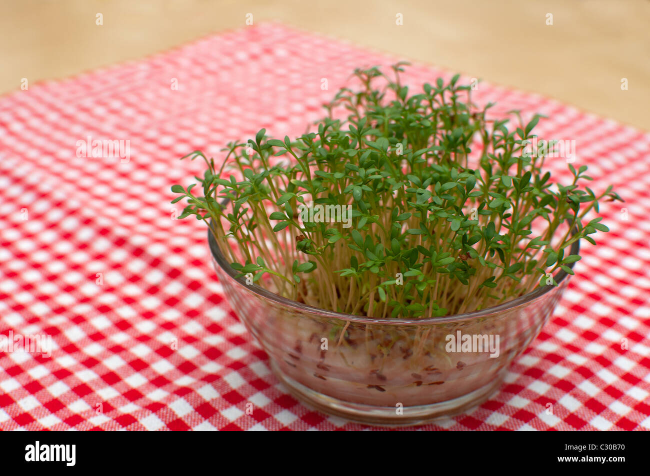 Cress in Glass Bow on Table With Red Gingham Tablecloth Stock Photo