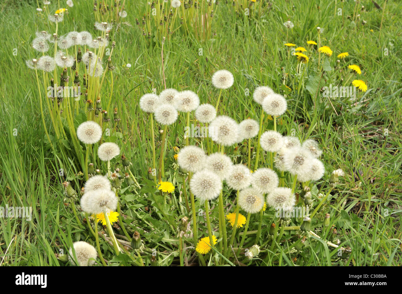 Dandelion seed heads Stock Photo - Alamy