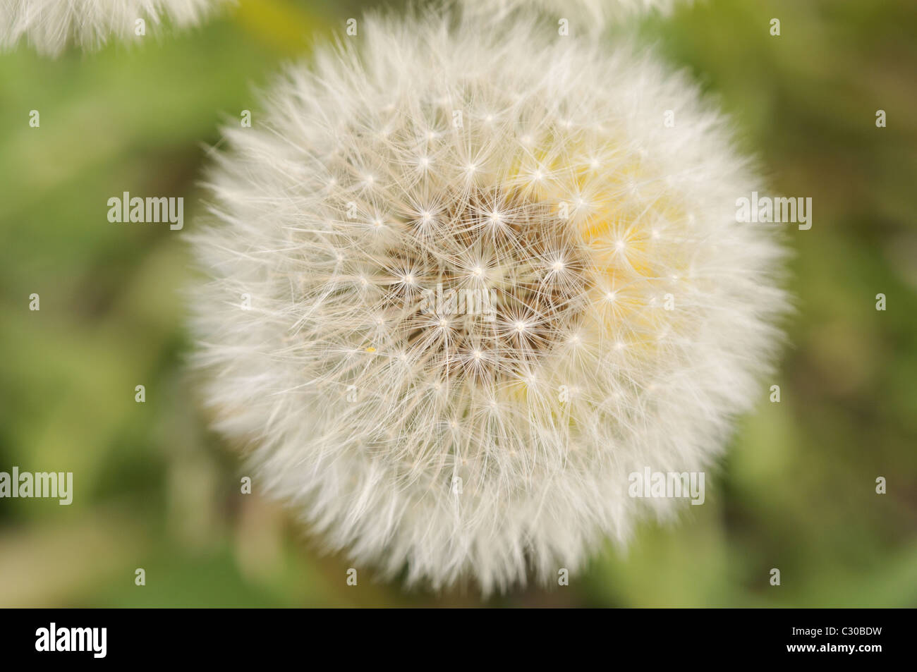 Dandelion seed heads Stock Photo - Alamy