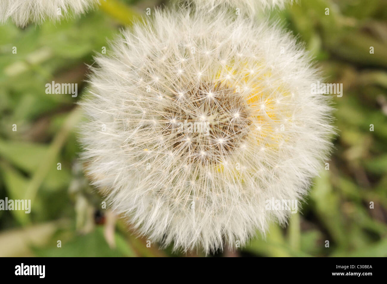 Dandelion seeds top view hi-res stock photography and images - Alamy