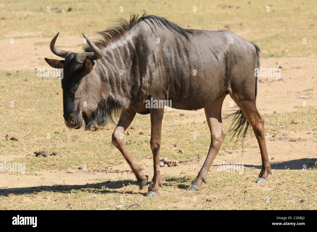 Wilderbeast, wildlife, nature Stock Photo - Alamy