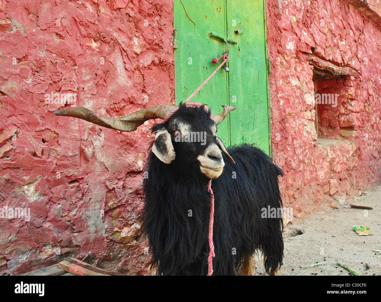 Goat tethered by a colourful wall in Immouzzer, Morocco Stock Photo