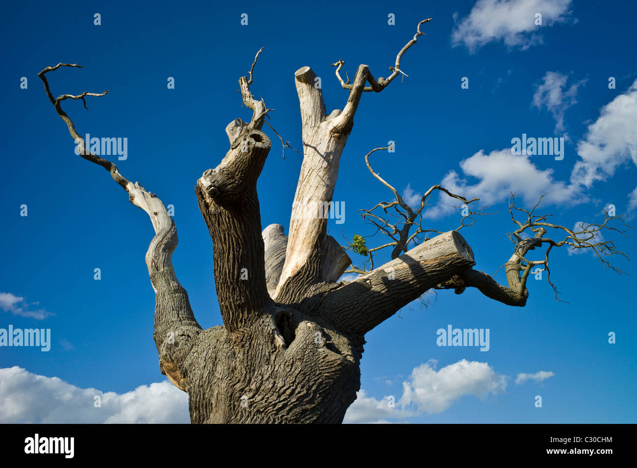 Dying oak tree in Oxfordshire, England Stock Photo Alamy