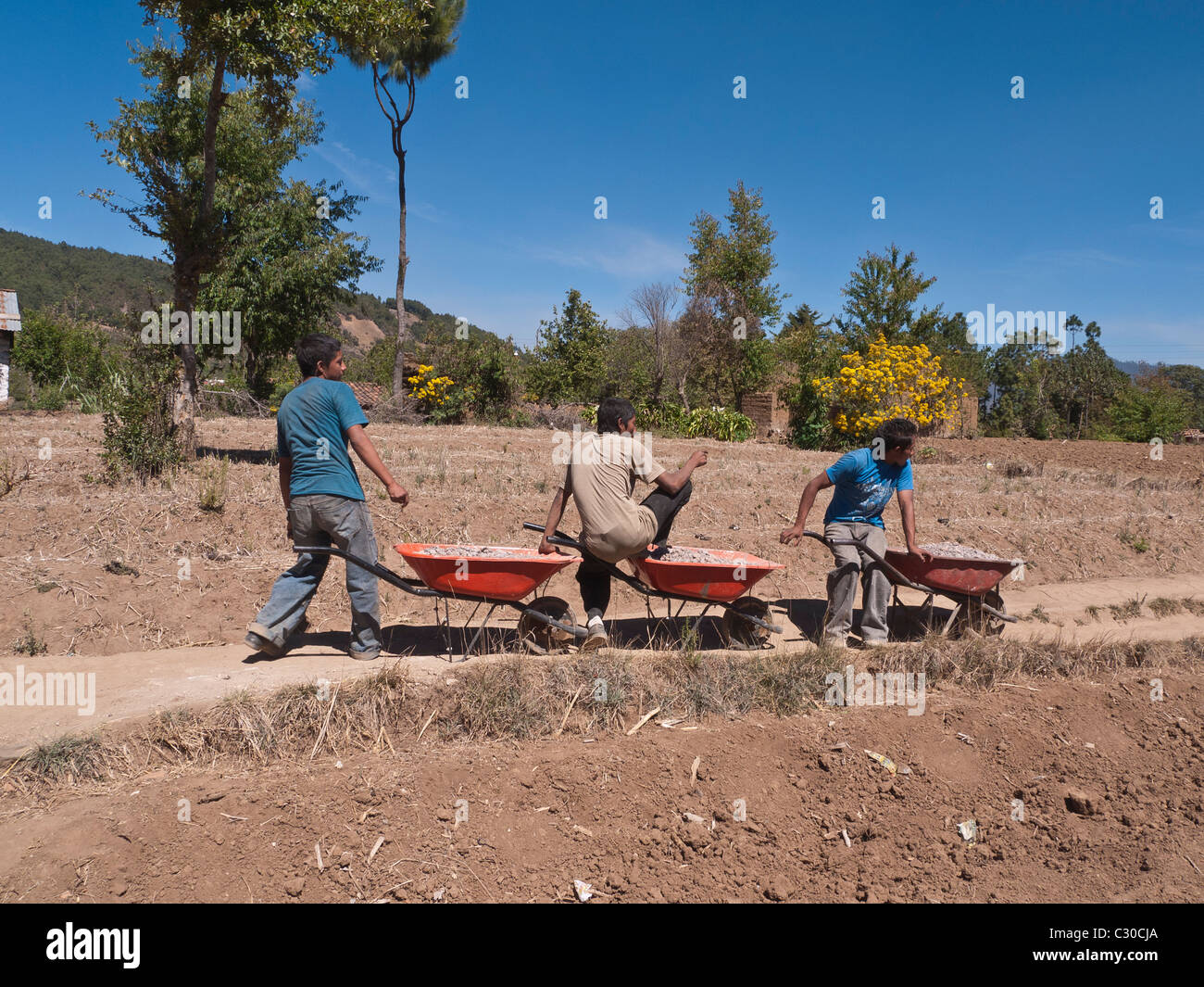 Three young adult male workers haul wheelbarrows full of crushed rock ...