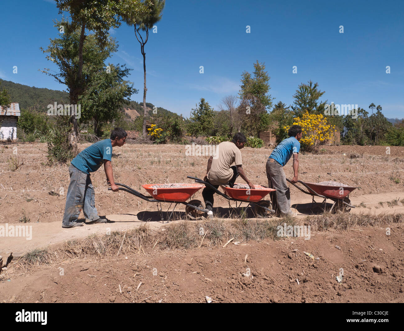 Three young adult male workers haul wheelbarrows full of crushed rock ...