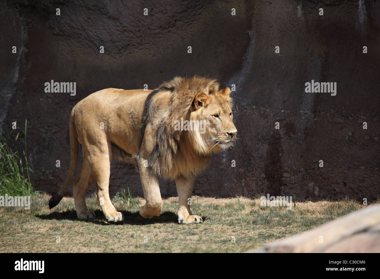 A lion walking across his exhibit Stock Photo - Alamy