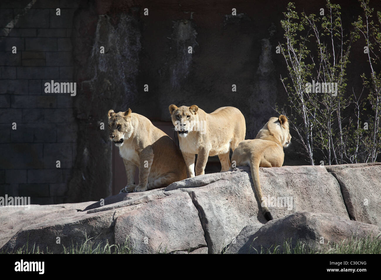 Three sister lionesses displaying different reactions to the camera in a zoo exhibit Stock Photo