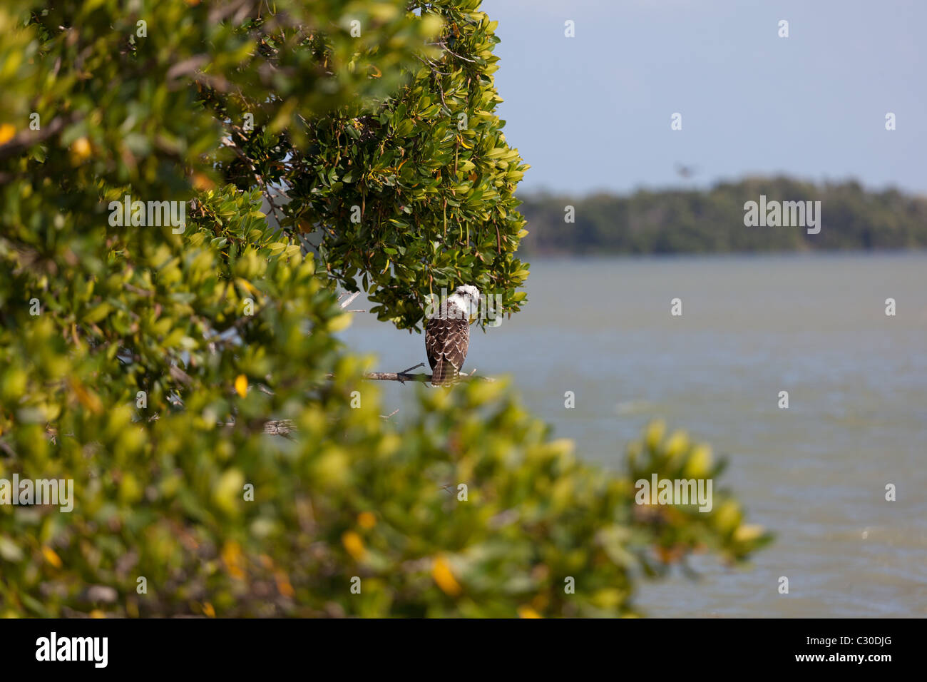 Osprey on branch looking out over water in the Everglades, Florida Stock Photo