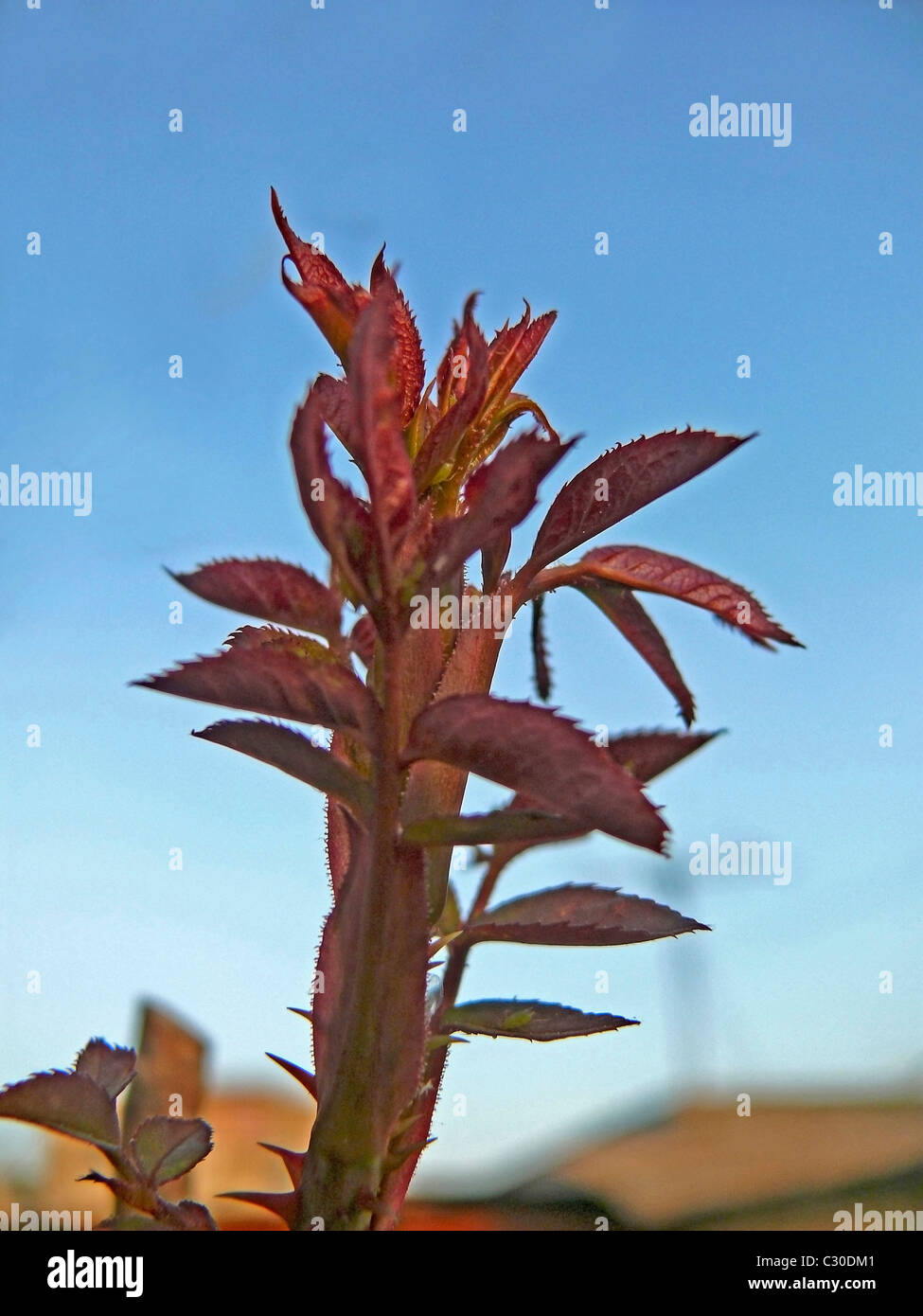 New Leaves of Rose Plant Stock Photo