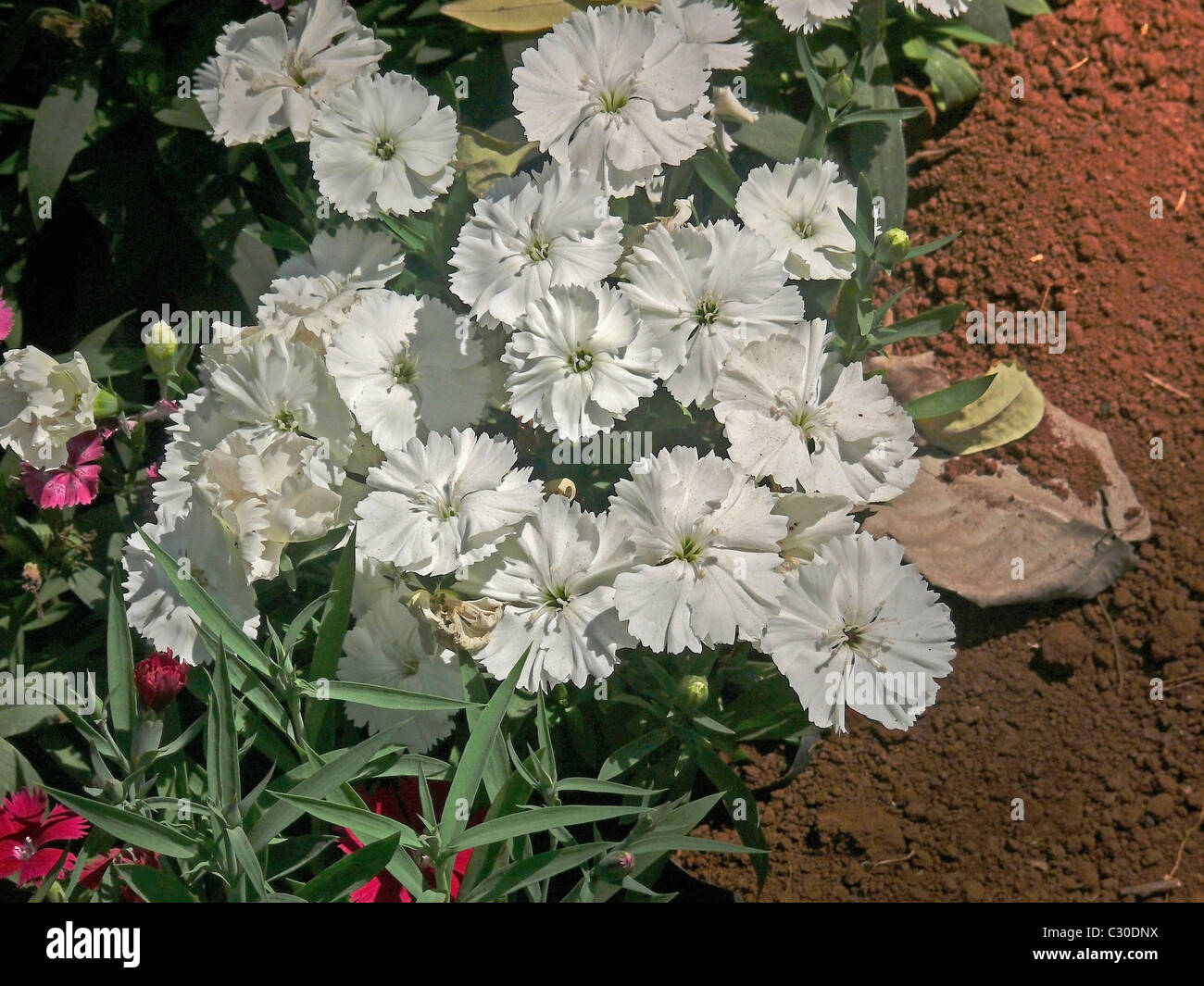 Petunia, Petunia x hybrida, Empress garden, Pune, Maharashtra, India Stock Photo