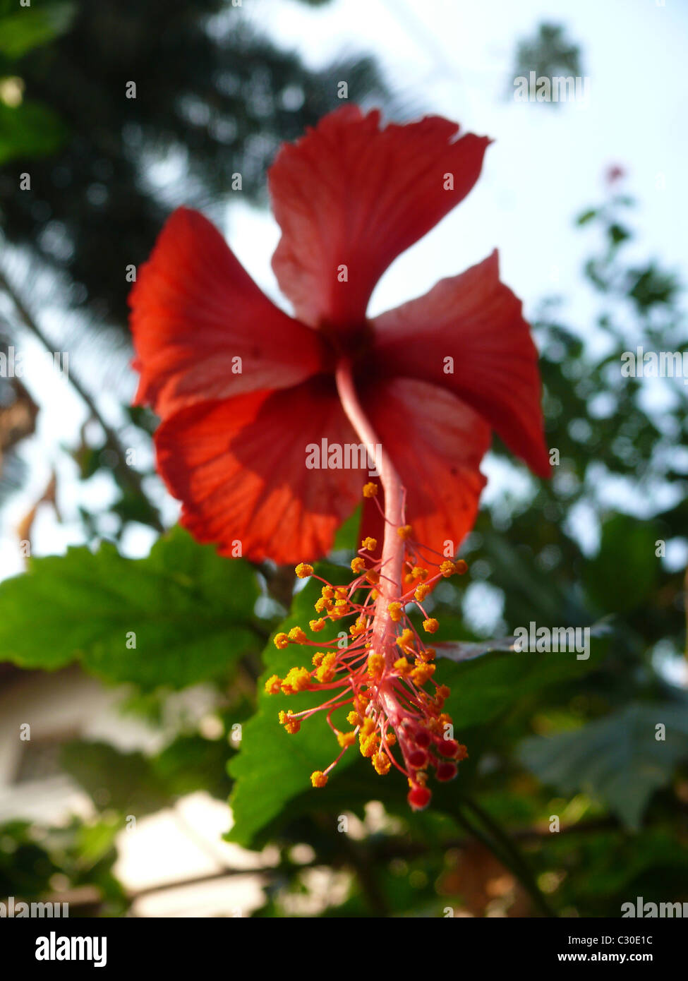 Red Hibiscus, Rosasinensis flower Stock Photo Alamy