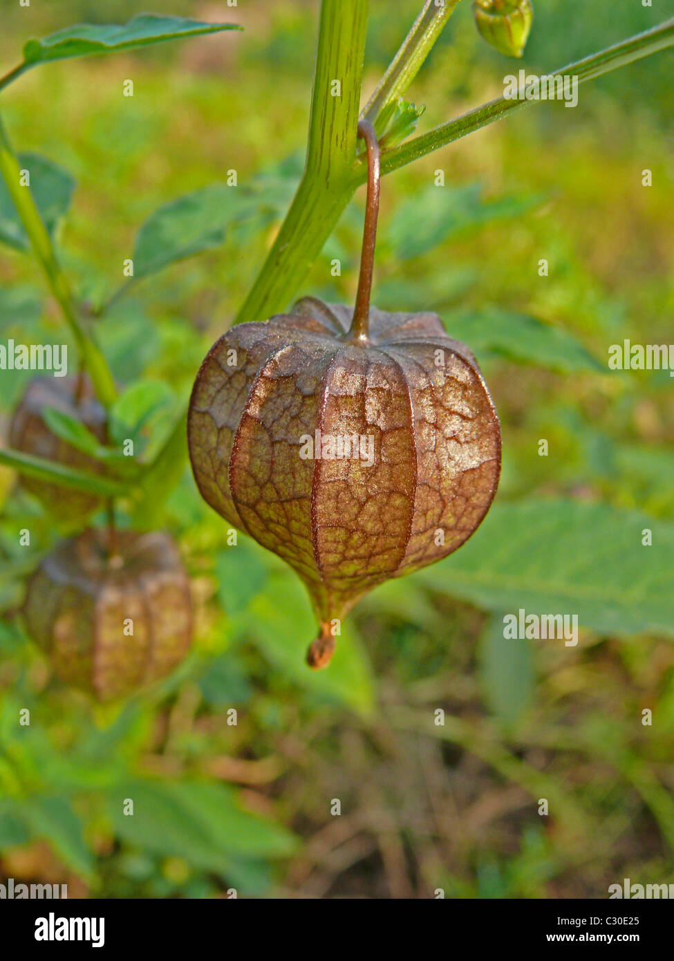 Cape Gooseberry, Physalis peruviana L. Solanaceae Stock Photo
