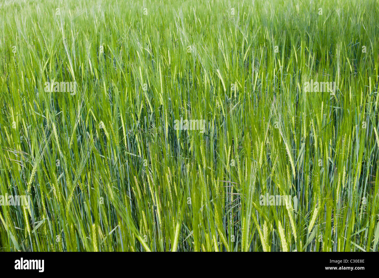 Unripe barley crop grows at Asthall, The Cotswolds, Oxfordshire, UK Stock Photo