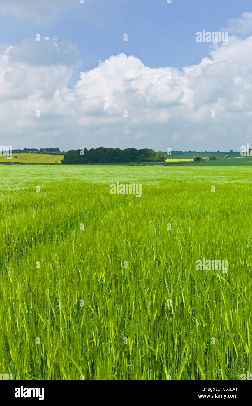 Barley crop in landscape at Asthall, The Cotswolds, Oxfordshire, UK Stock Photo