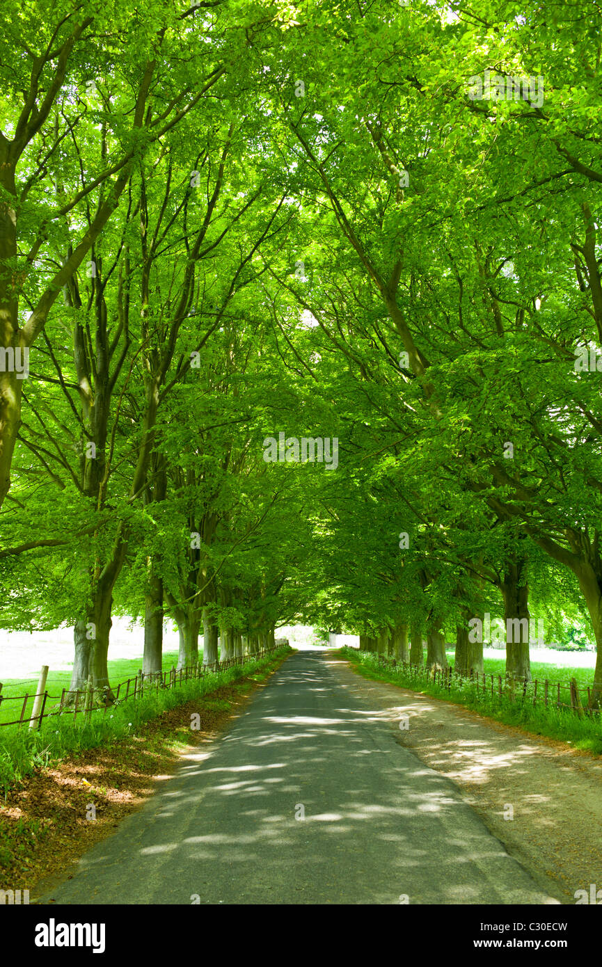 Avenue of beech trees , Asthall, the Cotswolds, Oxfordshire, UK Stock Photo