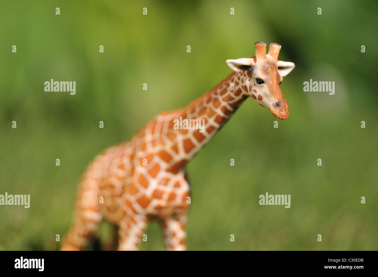 Giraffe toy plastic animal Stock Photo Alamy