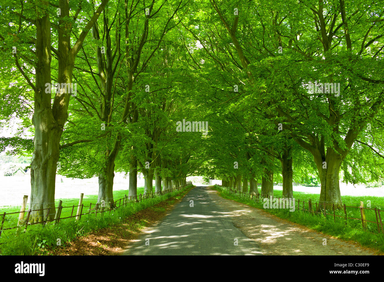 Avenue of beech trees, Asthall, the Cotswolds, Oxfordshire, UK Stock Photo