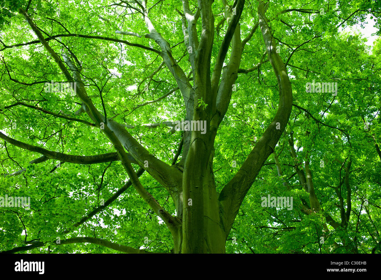 Beech tree, Asthall, the Cotswolds, Oxfordshire, UK Stock Photo