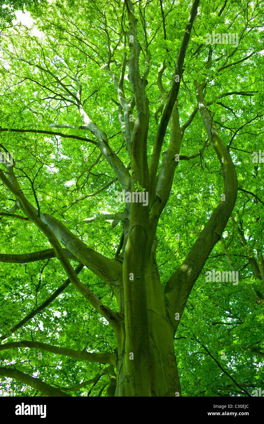 Beech tree, Asthall, the Cotswolds, Oxfordshire, UK Stock Photo