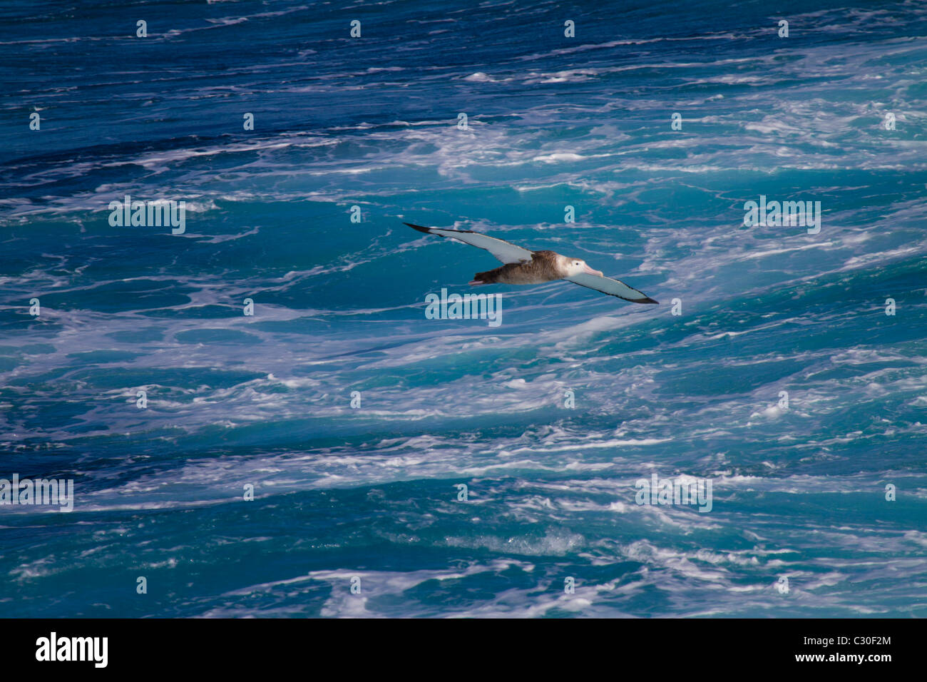 Juvenile wandering Albatross in flight, South Atlantic ocean Stock Photo