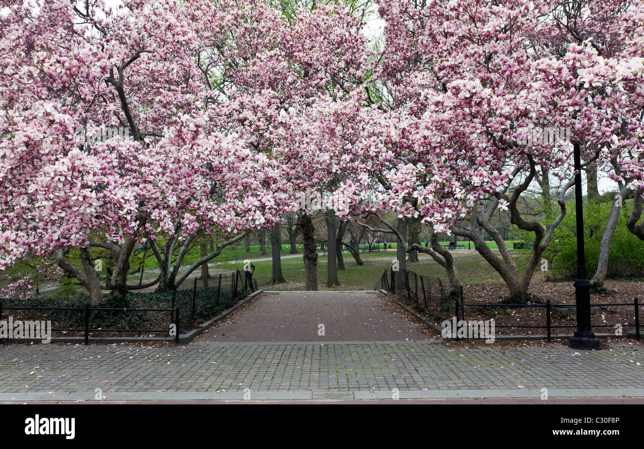 Tree blooming manhattan spring hi-res stock photography and images - Alamy