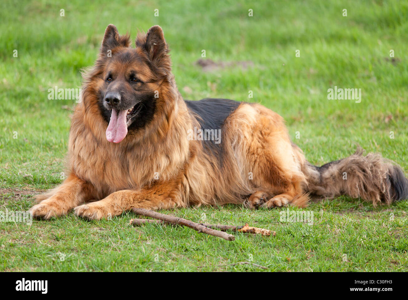 Long hair german shepherd dog hi-res stock photography and images - Alamy