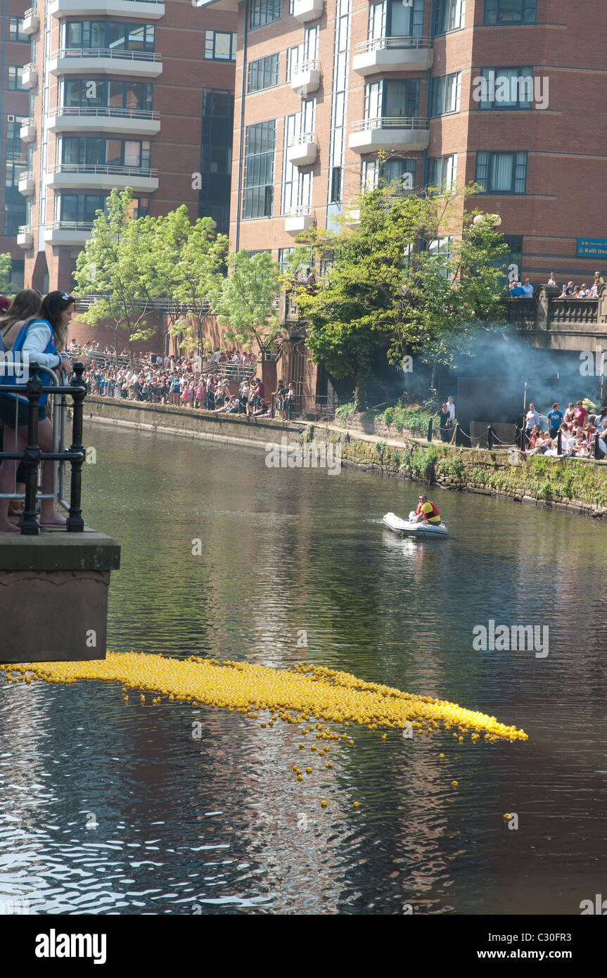 Spectators line the banks of the River Irwell to watch the 2nd Manchester Duck Race,Spinningfields,Manchester. Stock Photo