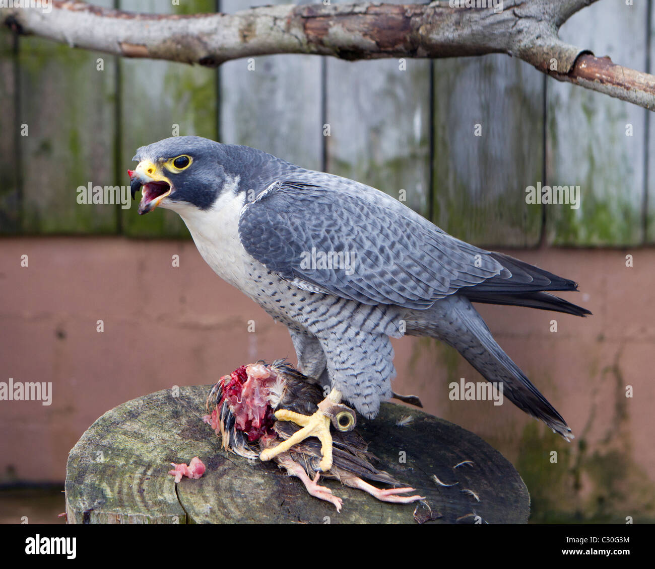 The Peregrine Falcon Falco peregrinus feeding on a freshly killed bird.  Duck Hawk. Fastest animal in the animal kingdom Stock Photo - Alamy
