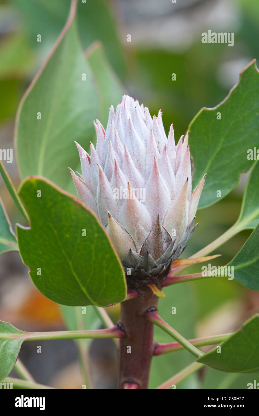 Giant Protea (Protea cynaroides) flowers and leaves Kirstenbosch National Botanical Garden Cape Town Western Cape South Africa Stock Photo
