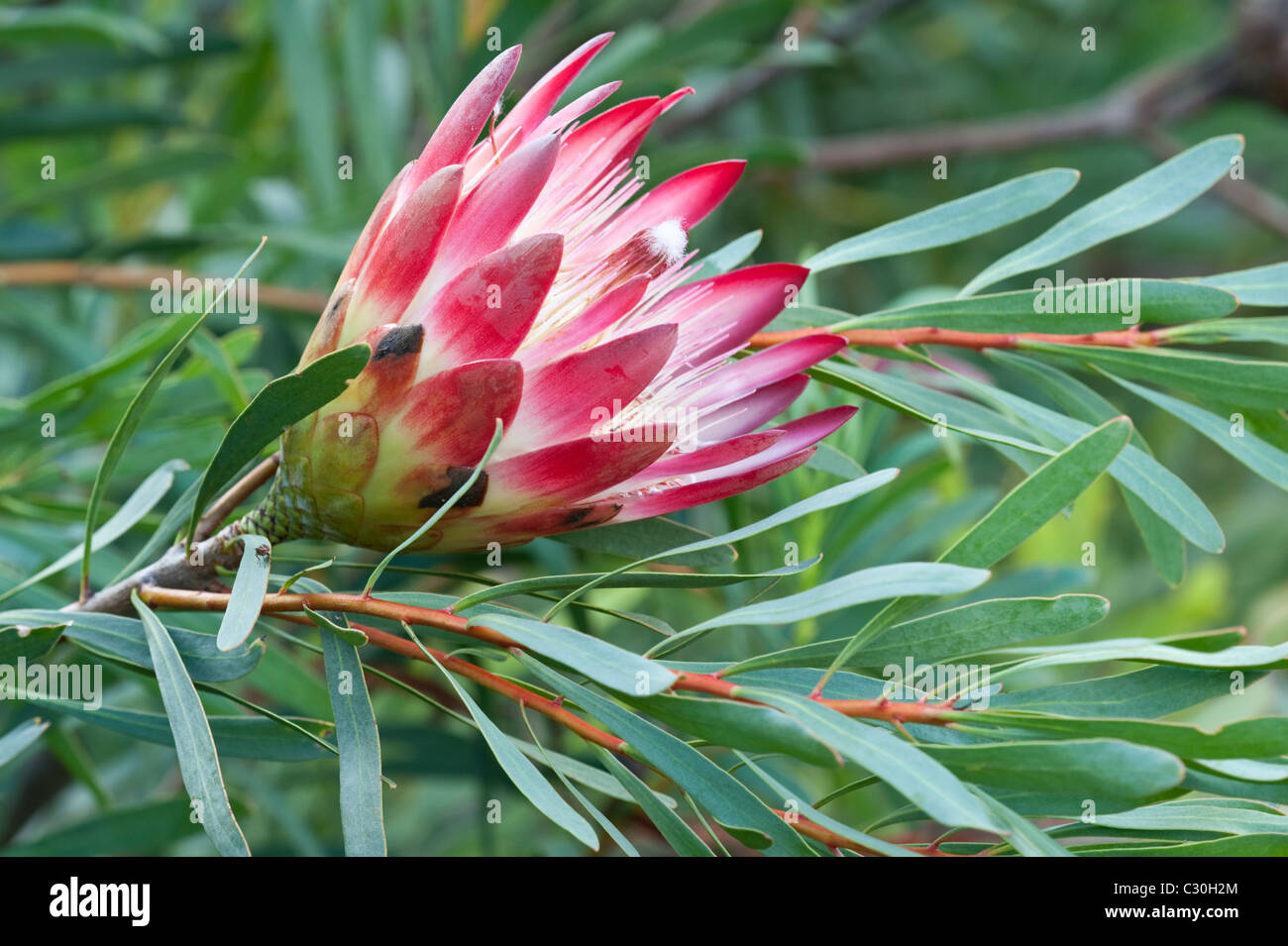 Protea repens flowers and leaves Kirstenbosch National Botanical Garden Cape Town Western Cape South Africa Stock Photo