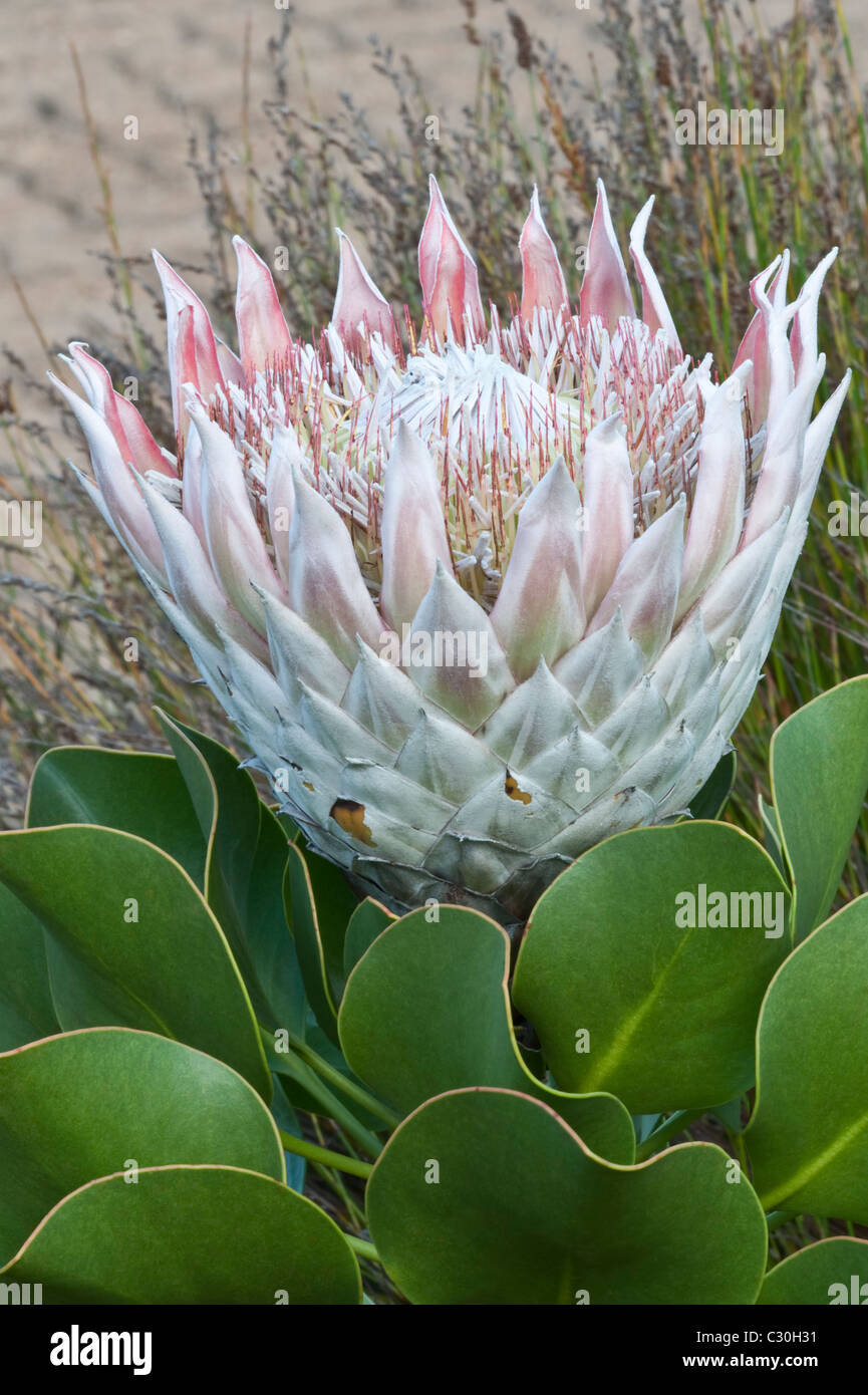 King Protea (Protea cynaroides) flowers Kirstenbosch National Botanical Garden Cape Town Western Cape South Africa Stock Photo