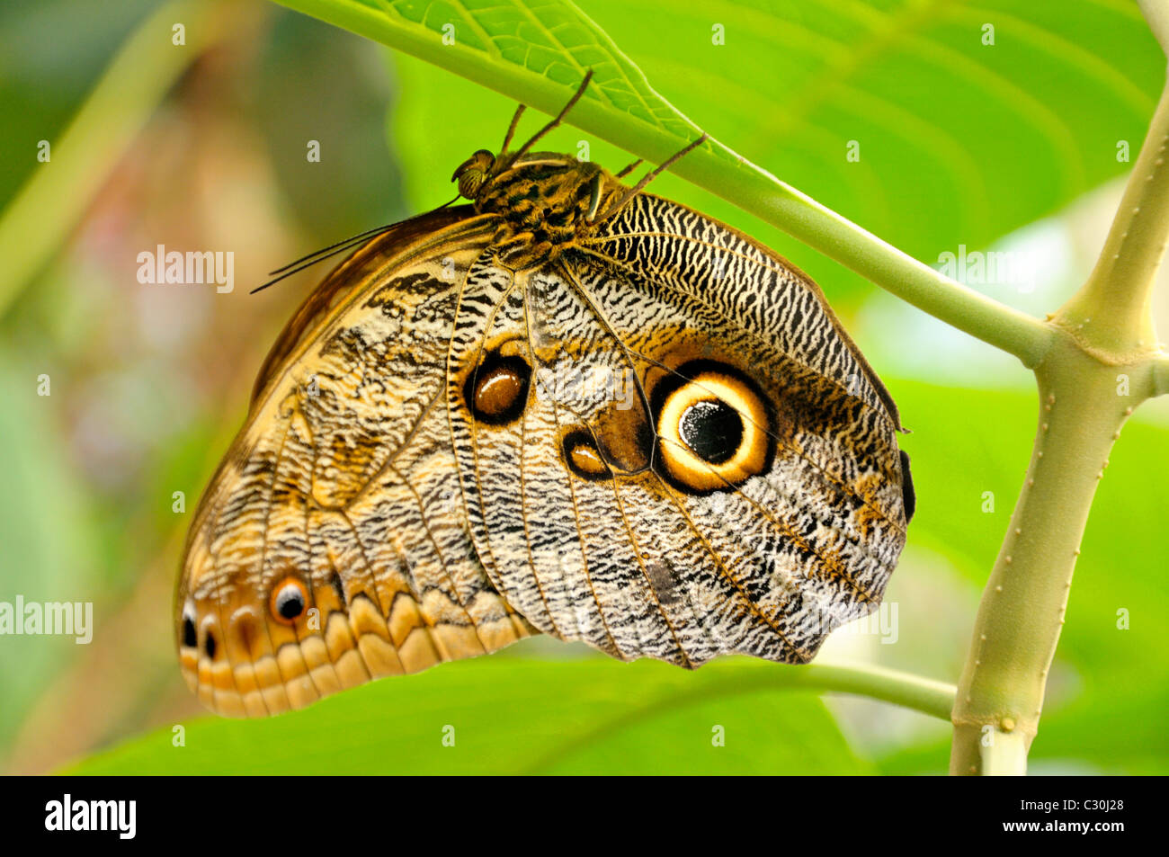 Owl Butterfly (Caligo memnon) underwing. Amsterdam Zoo butterfly house
