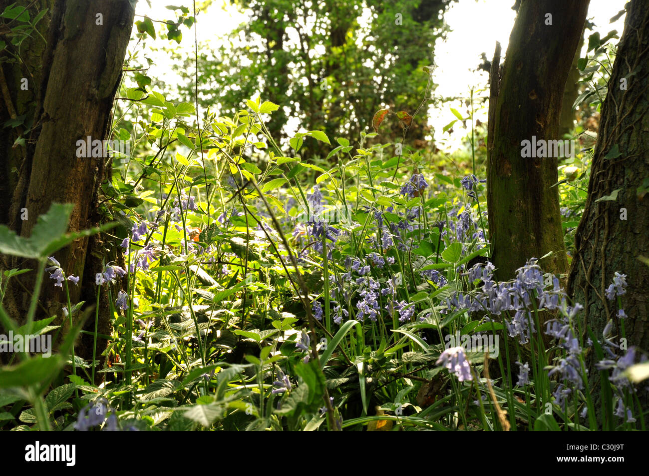 English Bluebells in an ancient woodland in spring Stock Photo - Alamy