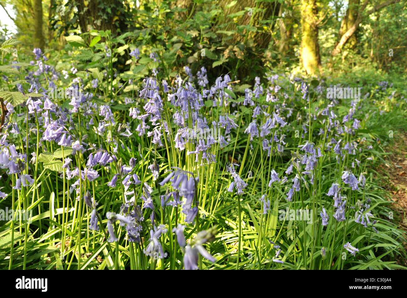 English Bluebells in an ancient woodland in spring Stock Photo - Alamy