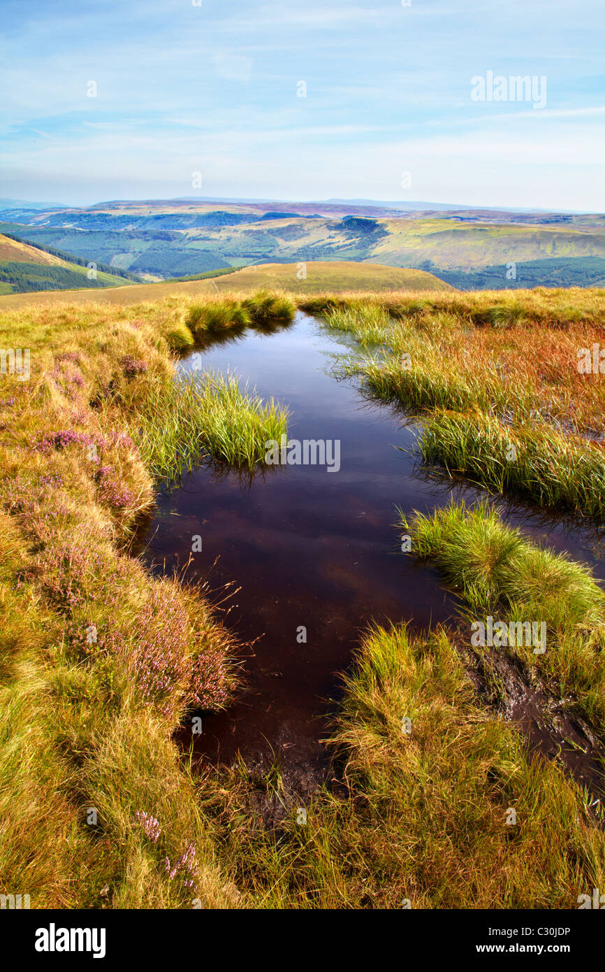 Mountain bog habitat, Craig Y Fan Ddu, Brecon Beacons, Wales Stock Photo