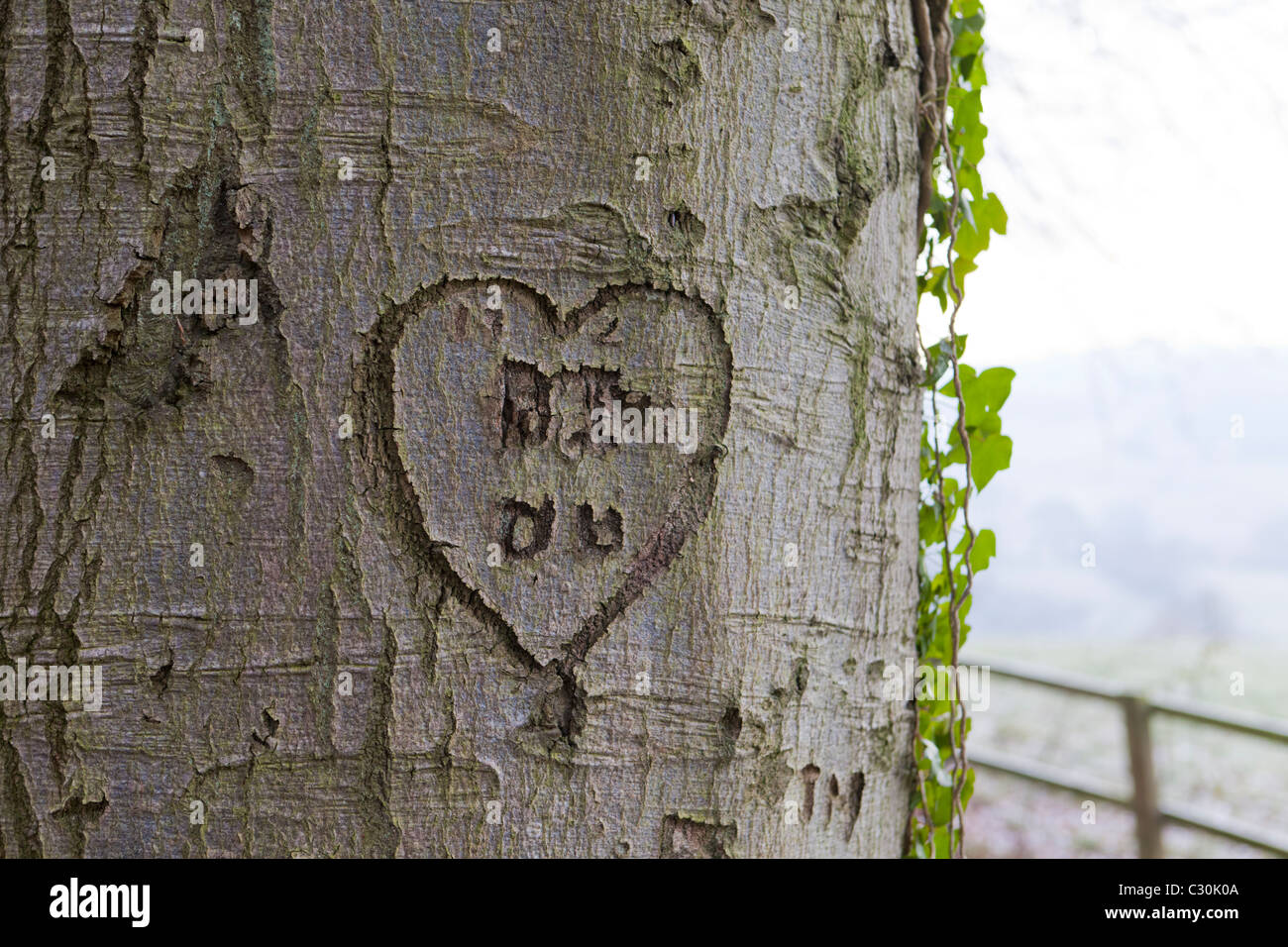 A heart with lovers initials carved in the bark of the trunk of a tree Stock Photo