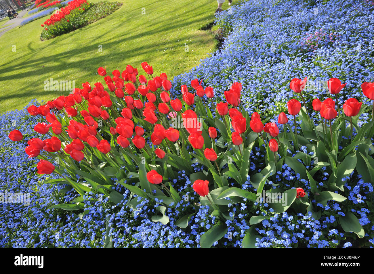 Palmeria square in Brighton and Hove in spring time with red tulips and tiny blue flowers forget-me-not, East Sussex, England Stock Photo