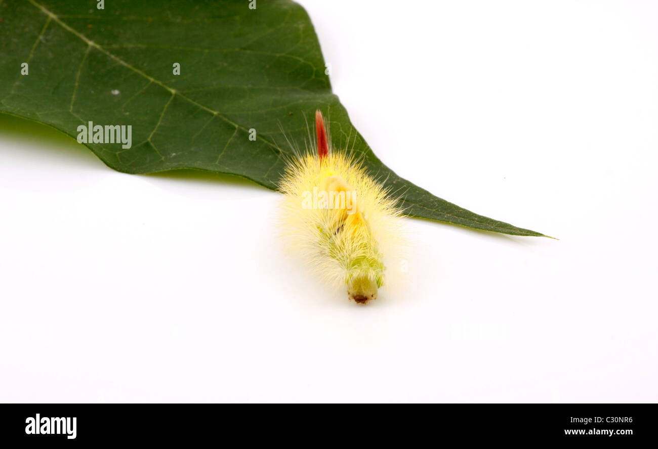 Fat caterpillar hi-res stock photography and images - Alamy