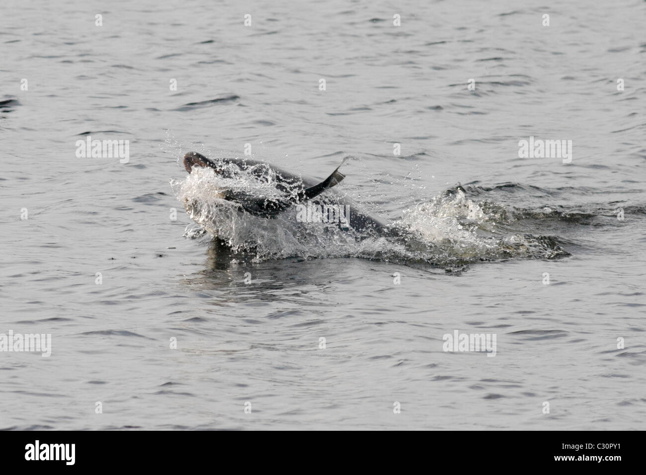Bottlenose dolphin (Tursiops truncatus) eating a fish (salmon , Salmo salar), Moray Firth, Highlands, Scotland UK Stock Photo