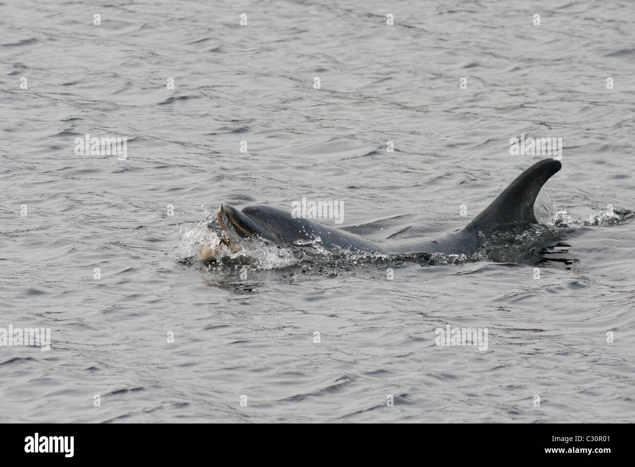 Bottlenose dolphin (Tursiops truncatus) eating a fish (salmon , Salmo salar), Moray Firth, Highlands, Scotland UK Stock Photo