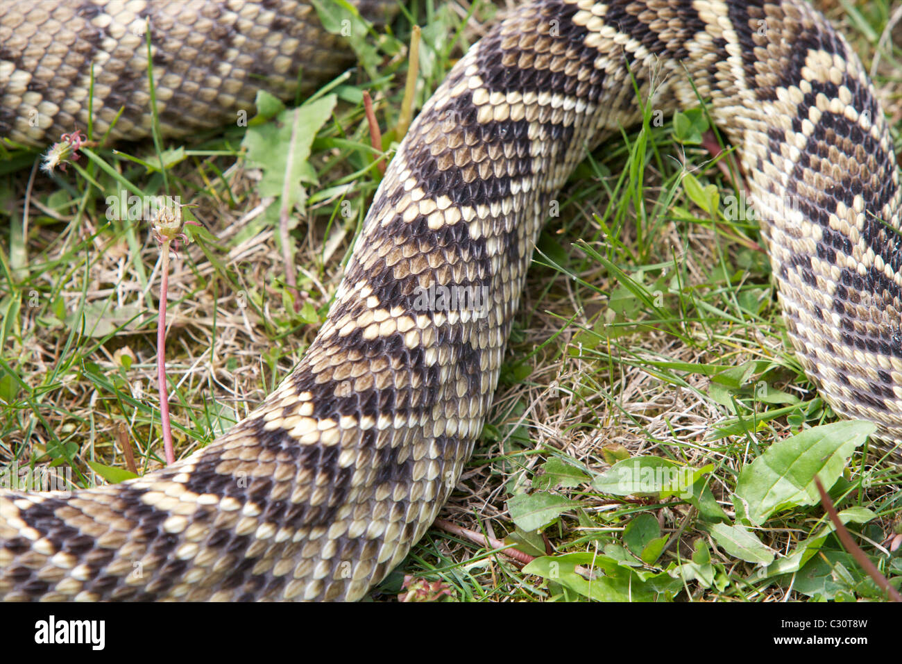 Keeled scales hires stock photography and images Alamy