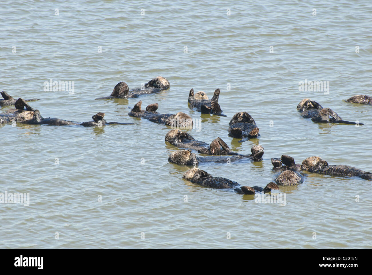 A large group of sea otters (Enhydra lutris) located in the Elkhorn Slough at Moss Landing, California. Stock Photo