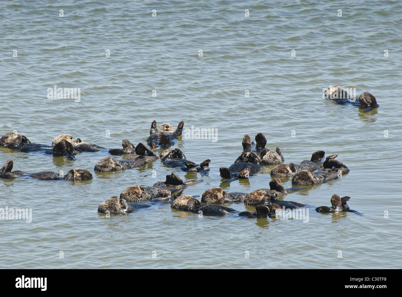 A large group of sea otters (Enhydra lutris) located in the Elkhorn Slough at Moss Landing, California. Stock Photo