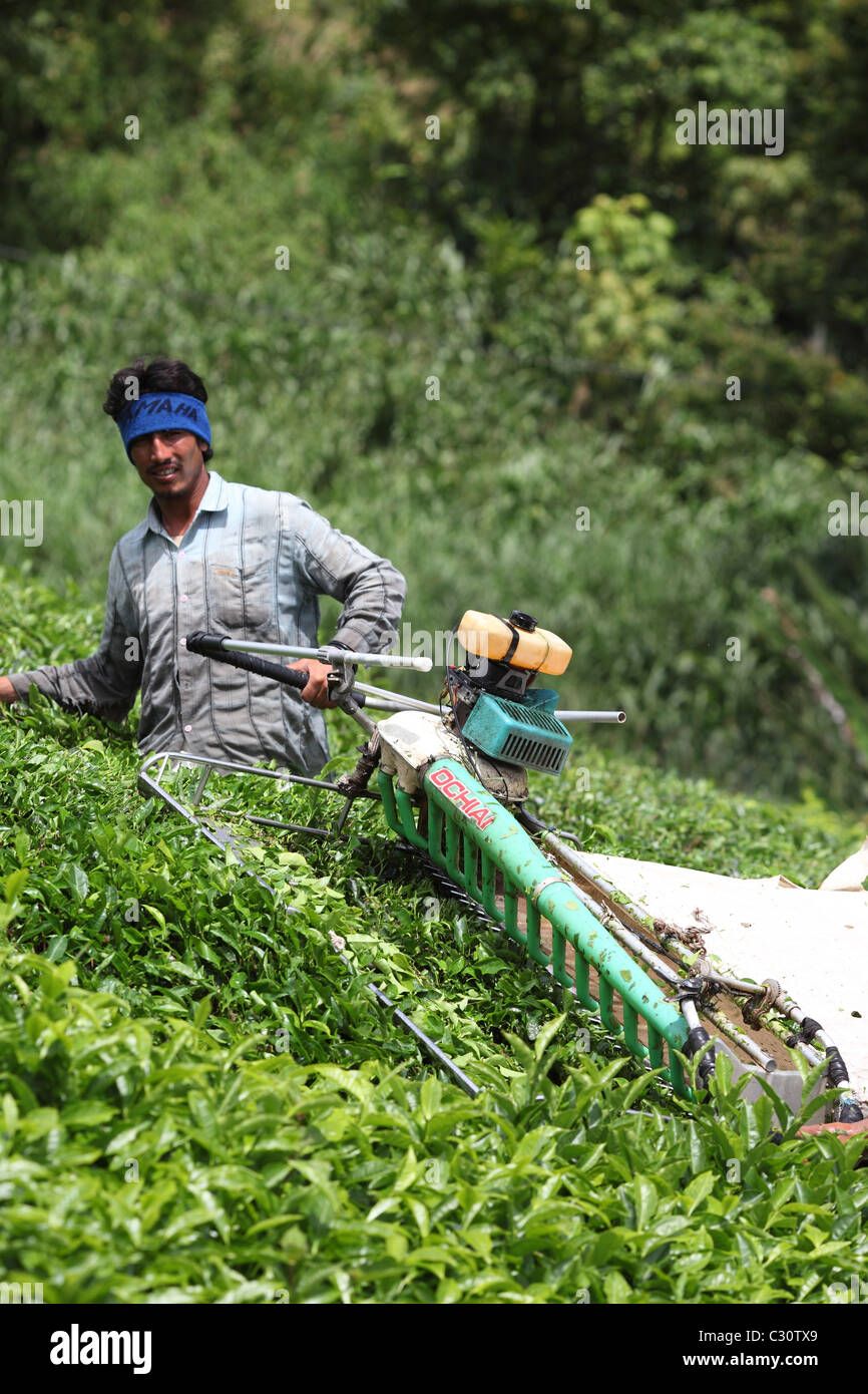 Harvesting tea with machinery at Boh tea plantation in Cameron