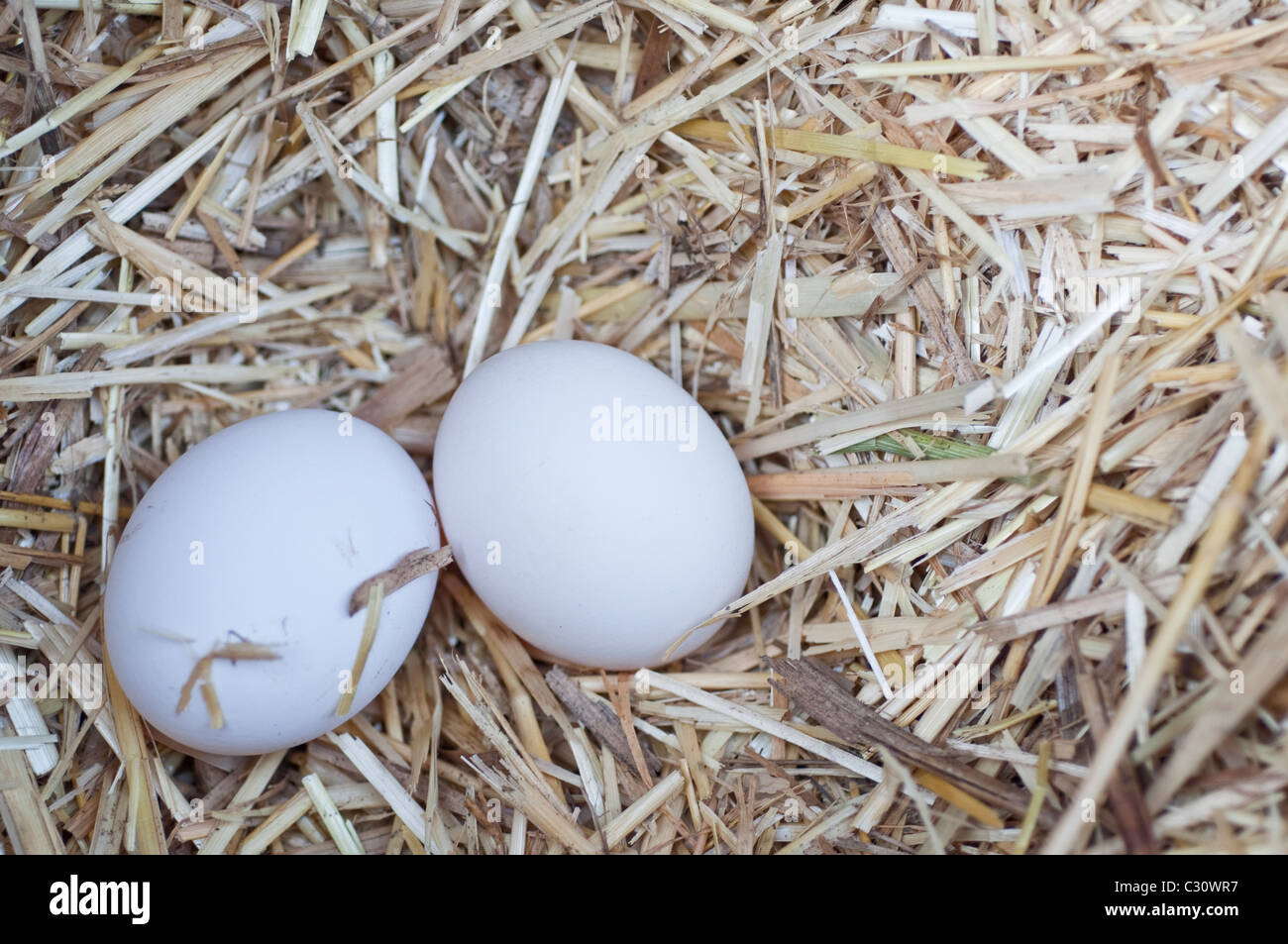 Two fresh free range white eggs, found in a chicken coop in Northumberland, England, UK. Stock Photo