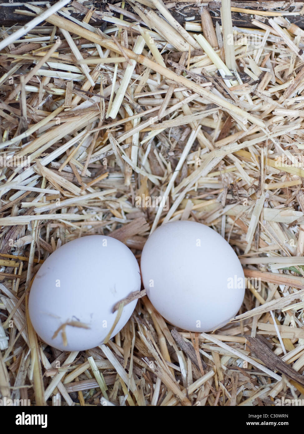 White hens eggs hires stock photography and images Alamy