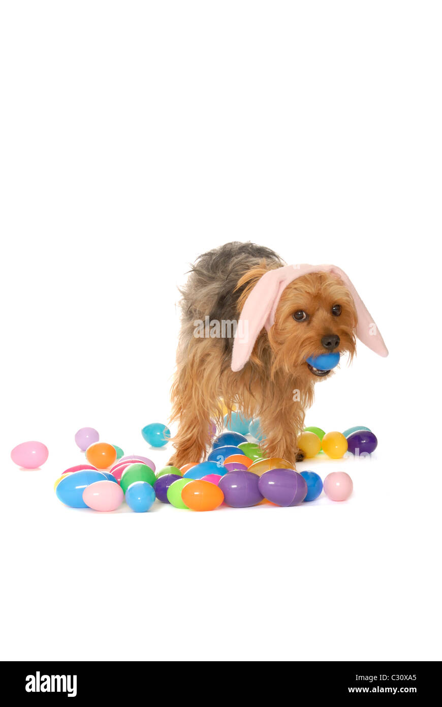 Yorkie Dog Dressed as Easter Bunny Stock Photo Alamy