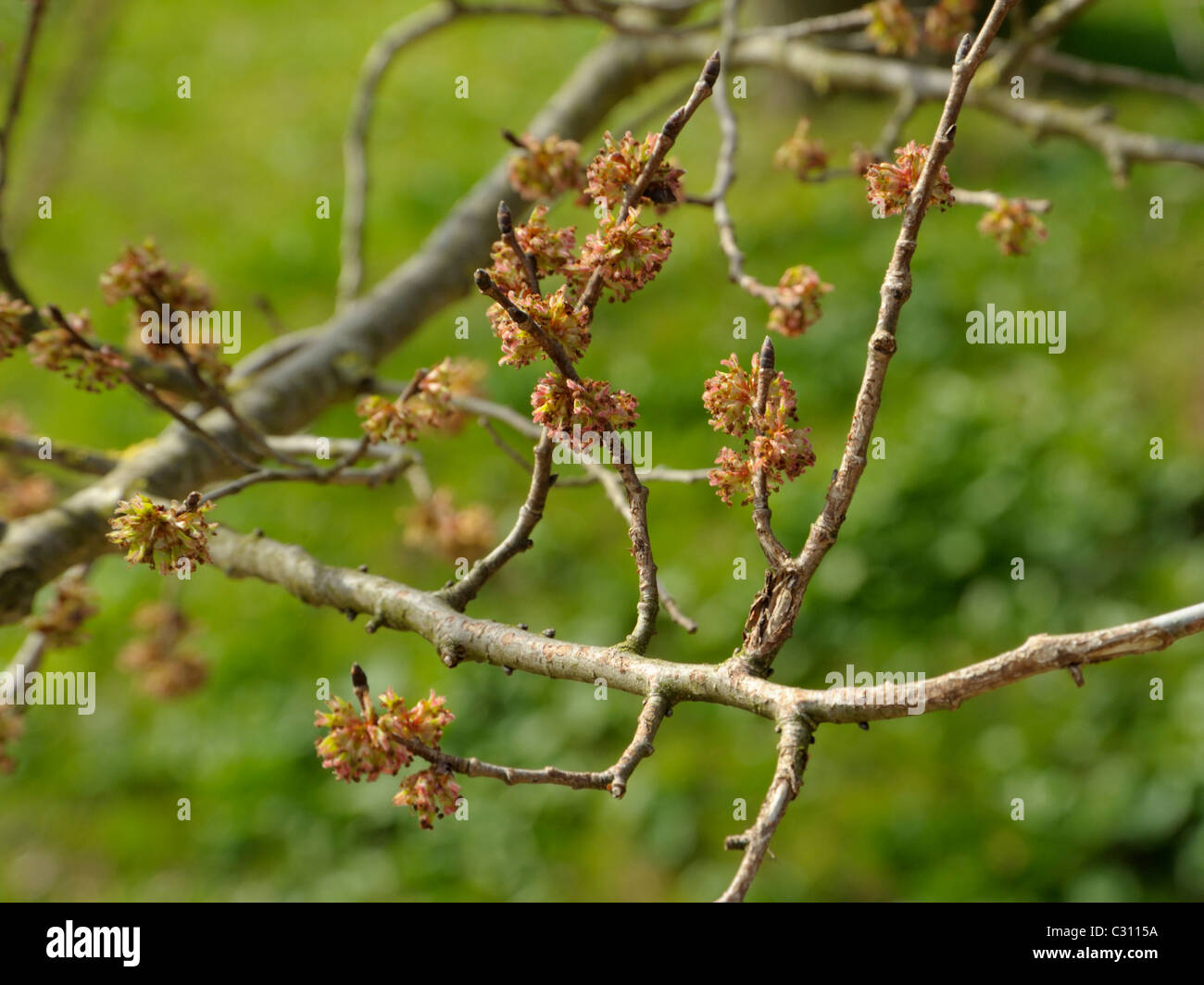 Field Elm flowers, ulmus minor Stock Photo Alamy